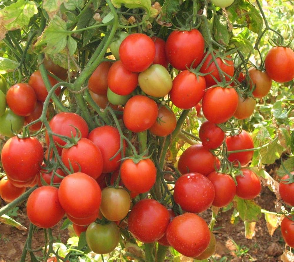 Burbank (Red Slicing tomato) for planting in garden